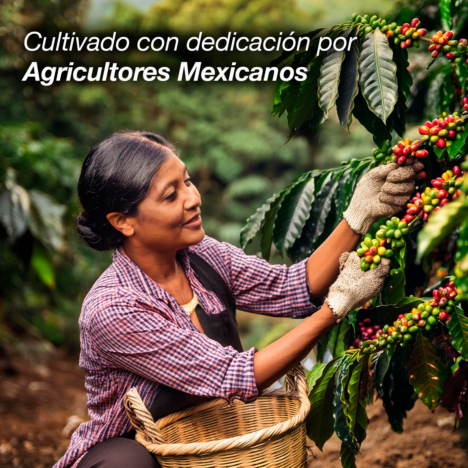 Bolsa de Café San Blas 1 kg 100% Mexicano Molido o en Grano - Farvisan - Default Title
